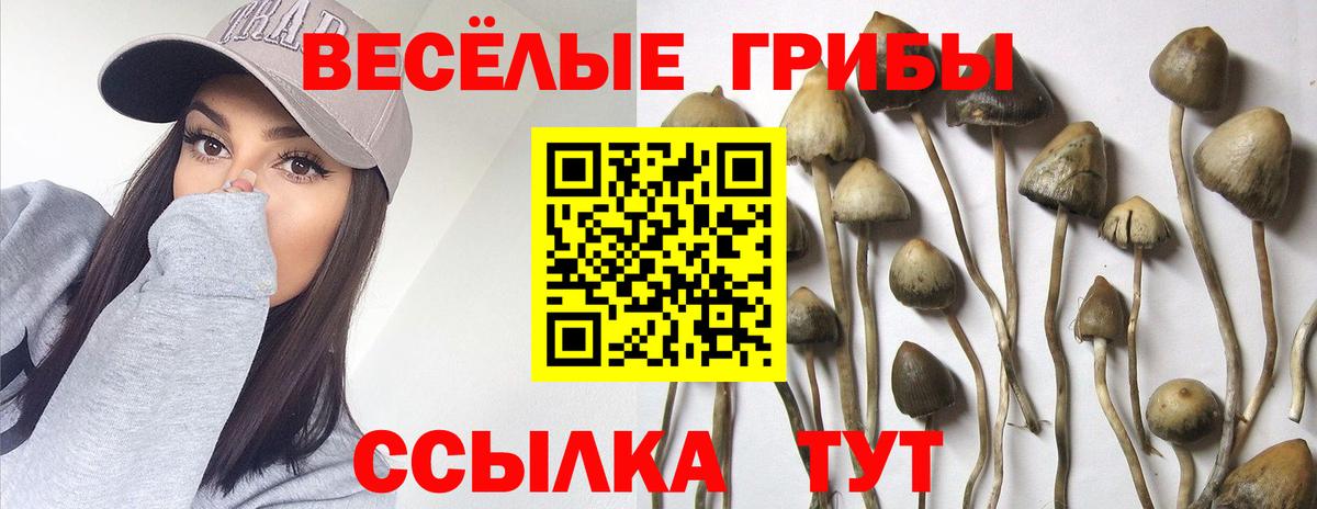 Галлюциногенные грибы Psilocybe Лесозаводск